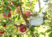 1709 Crow Farm Apple Picking-13