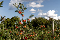 1709 Crow Farm Apple Picking-17