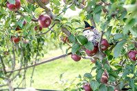 1709 Crow Farm Apple Picking-6